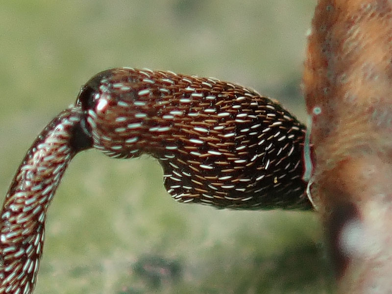 Curculionidae: Lepirus armatus o capucinus ? Lepyrus capucinus